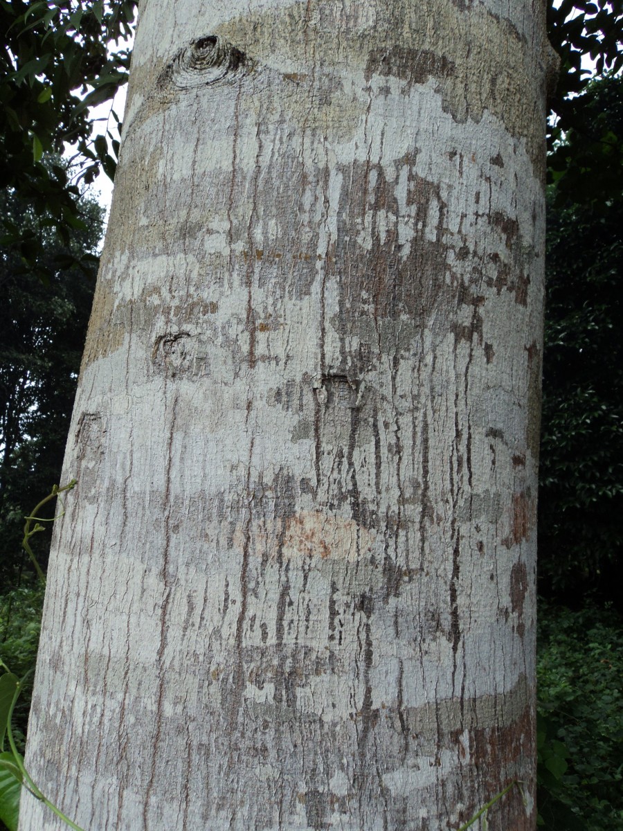 Artocarpus hirsutus Lam.